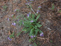 Polemonium pulcherrimum