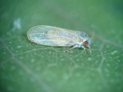 Ctenarytaina eucalypti