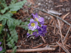 Polemonium pulcherrimum