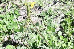 Verbesina tetraptera