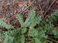 Polemonium pulcherrimum