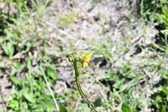 Verbesina tetraptera