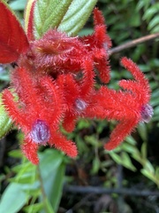 Columnea