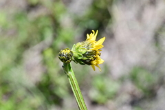 Verbesina tetraptera
