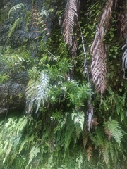 Anaphalioides trinervis