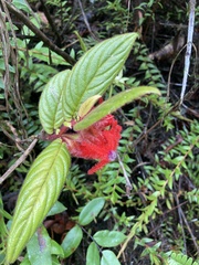 Columnea