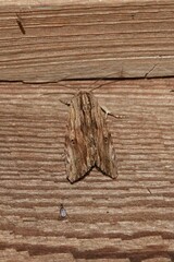 Spodoptera eridania