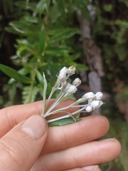 Anaphalioides trinervis