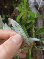 Anaphalioides trinervis