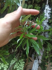 Anaphalioides trinervis