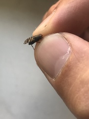 Otitinae