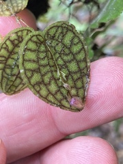 Lepanthes saltatrix