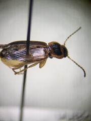 Bradycellus atrimedeus