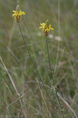 Dalea aurea