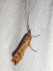 Limnephilus