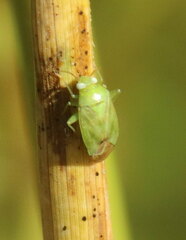 Taylorilygus apicalis
