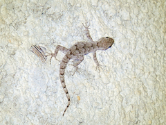 Mediodactylus kotschyi