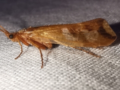 Limnephilus