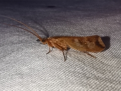Limnephilus