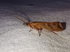 Limnephilus