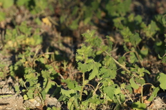 Xanthium orientale