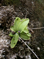 Pinguicula