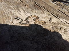 Thamnophis saurita saurita