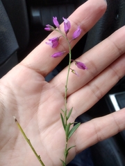 Polygala vulgaris