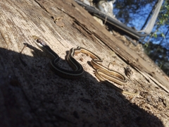 Thamnophis saurita saurita