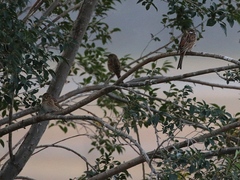 Emberiza leucocephalos