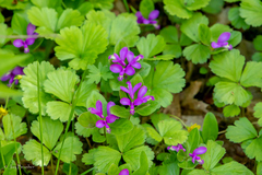 Polygaloides paucifolia