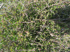 Coprosma propinqua propinqua