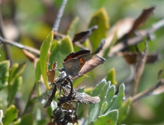 Chrysoritis zonarius zonarius