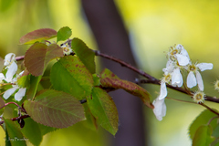 Amelanchier laevis