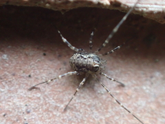 Dasylobus graniferus