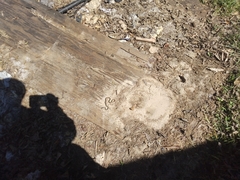 Thamnophis saurita saurita