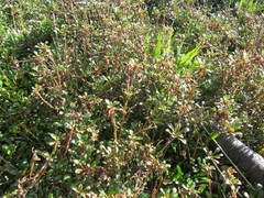 Samolus repens repens