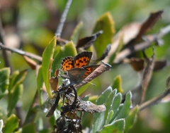Chrysoritis zonarius zonarius