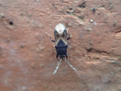 Tropistethus holosericus