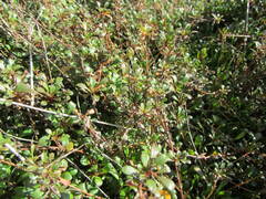 Samolus repens repens