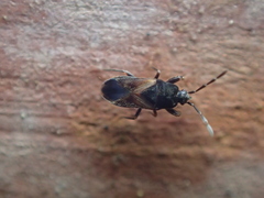 Tropistethus holosericus