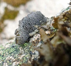 Umbilicaria muhlenbergii