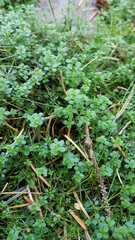 Galium saxatile