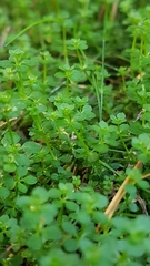 Galium saxatile