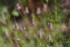 Dalea tenuis