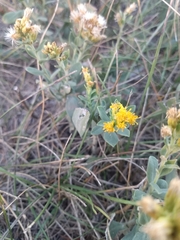 Solidago mollis