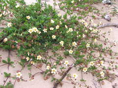 Roepera maritima