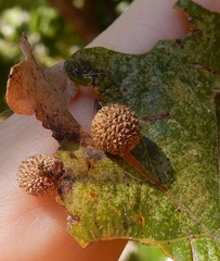 Acraspis quercushirta