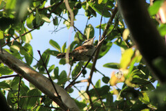 Campylorhynchus jocosus