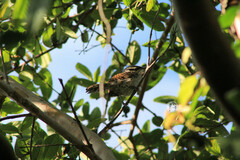 Campylorhynchus jocosus